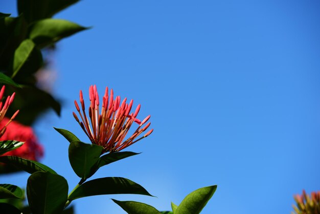 사진 푸른 하늘 을 배경 으로 꽃 을 피우는 식물 의 낮은 각도 시상