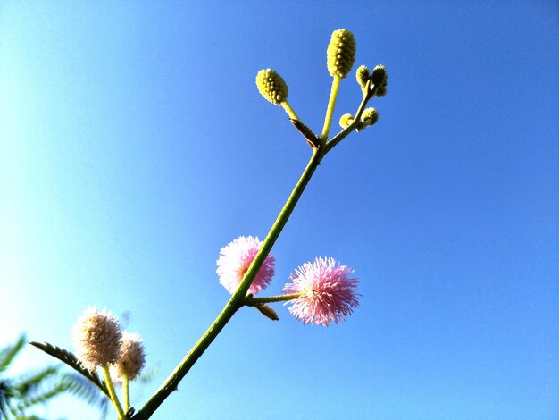 写真 青い空を背景に花をかせる植物の低角度の景色