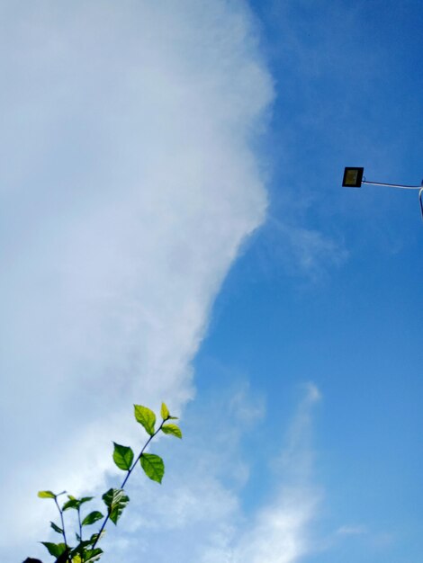 写真 青い空を背景に花をかせる植物の低角度の景色