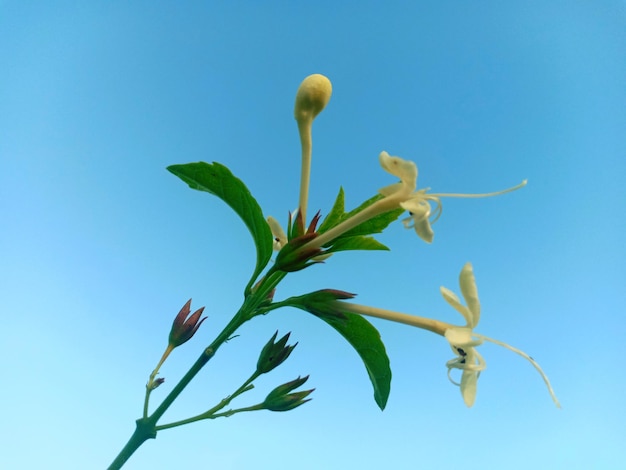 写真 明るい青い空を背景にく植物の低角度の眺め