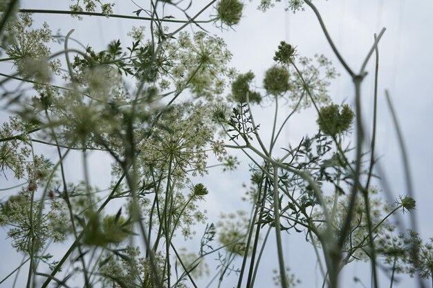 写真 空に照らして花をかせる植物の低角度の眺め