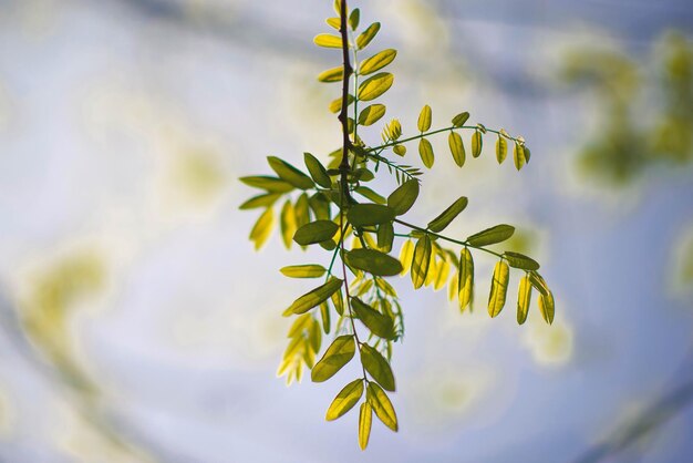 写真 空に照らして花をかせる植物の低角度の眺め