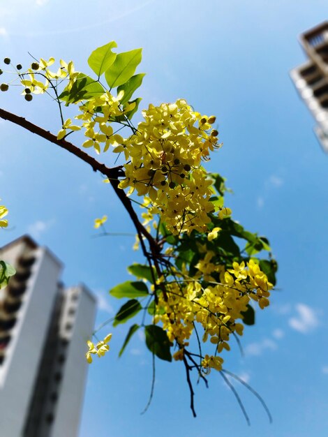 写真 空に照らして花をかせる植物の低角度の眺め