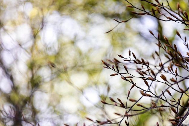 写真 花をかせる植物の低角度の眺め