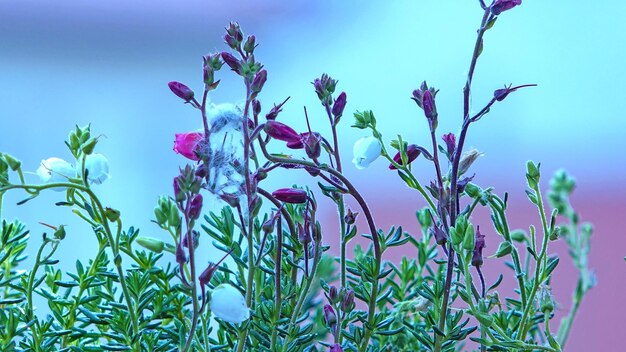 写真 青い空を背景に花をかせている植物の低角度の景色