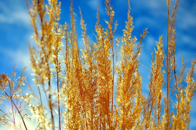 写真 空を背景に花をかせている植物の低角度の眺め