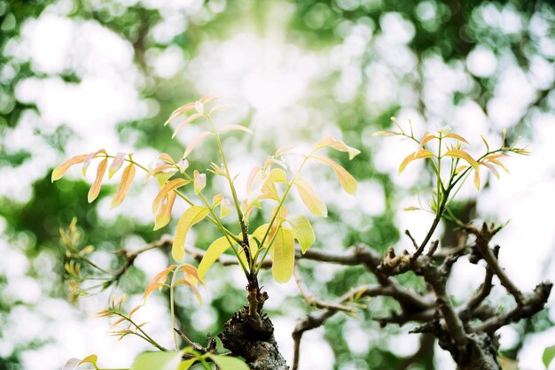 写真 樹木と向き合う花の植物の低角度の眺め