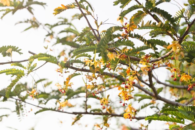 写真 空に照らして花をかせている木の低角度の景色