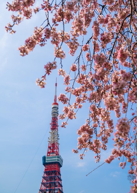 写真 花をかせている木の低角度の眺め