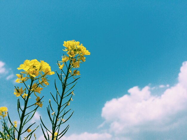 写真 青い空を背景にした花の低角度の景色