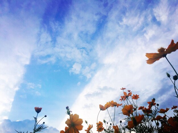 写真 空に照らされた花の低角度の景色