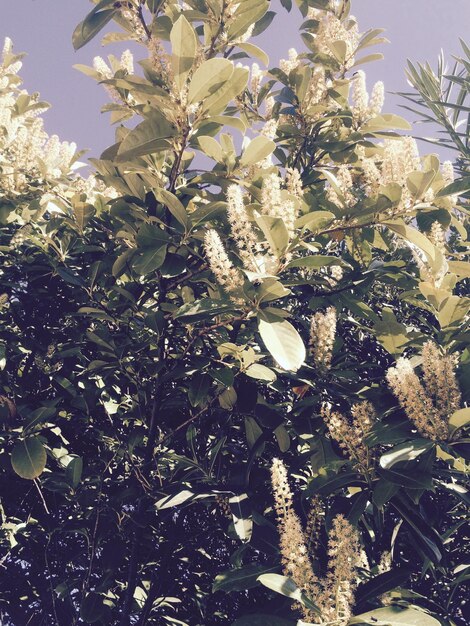 写真 木の花の低角度の眺め