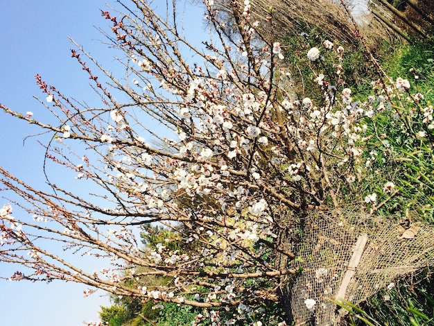 사진 나무 에 있는 꽃 을 낮은 각도 에서 보는 것