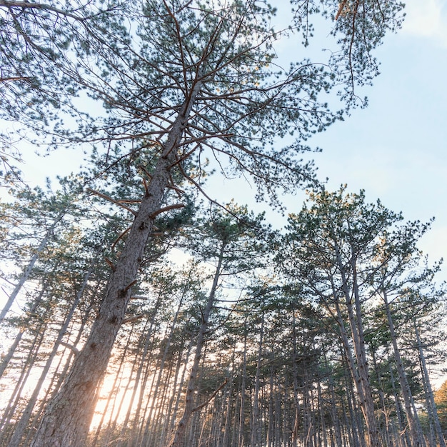 写真 森の木々のローアングルビュー