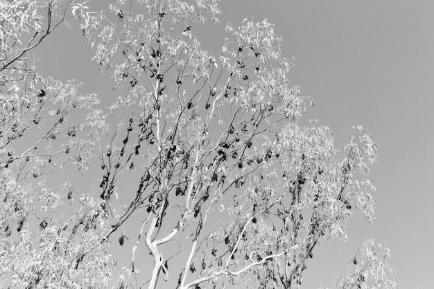 사진 하늘을 배경으로 얼어붙은 식물의 낮은 각도 시각