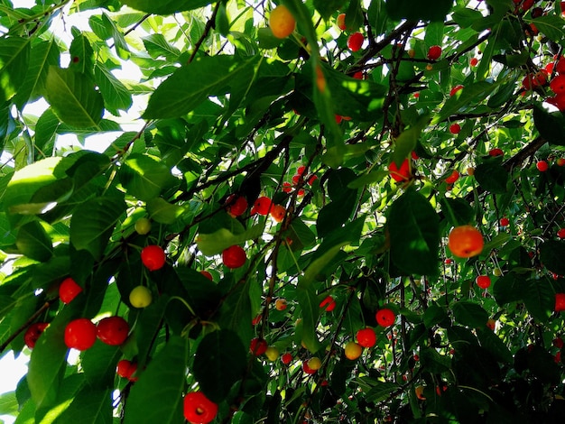 写真 木の上で育つ果物の低角度の視点