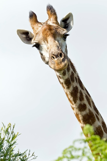 Фото Низкоугольный вид жирафа на чистом небе