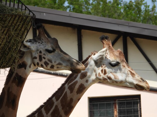 Фото Низкоугольный вид жирафа в зоопарке