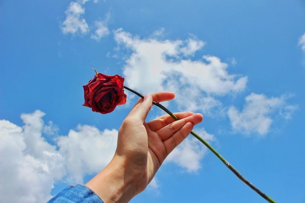 写真 空に向かって赤いバラを握っている手の低角度の景色