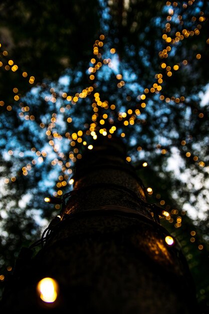 Фото Низкоугольный вид освещенных огней на дереве