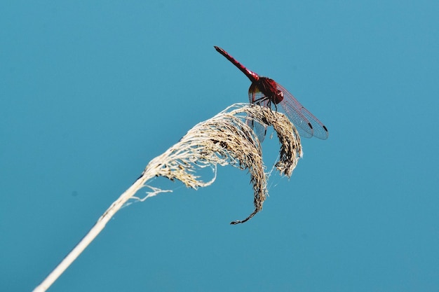 写真 青い空を背景に枝の上にある昆虫の低角度の眺め