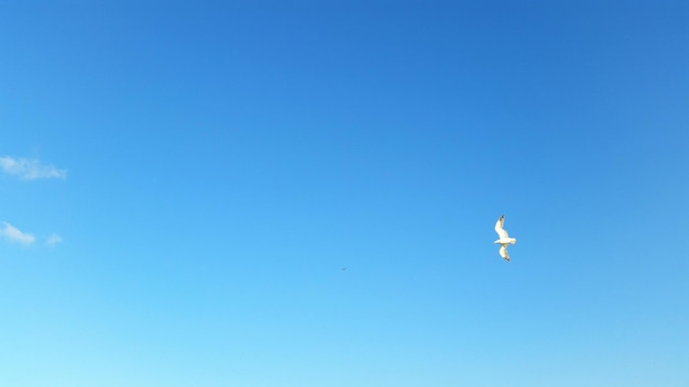 写真 明るい青い空を背景に飛ぶカイトの低角度の景色