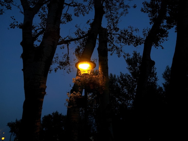 写真 夜の空に照らされたランプポストの低角度の景色