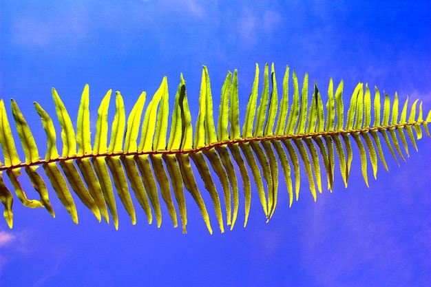 Фото Низкий угол изображения листьев на фоне голубого неба