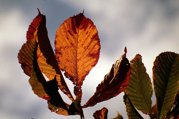 Фото Низкоугольный вид листьев на облачном небе осенью.