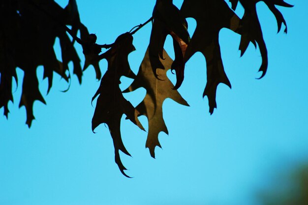 写真 澄んだ青い空に背を向けて吊るされた葉の低角度の景色