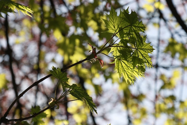 Фото Низкий угол зрения листьев на дереве