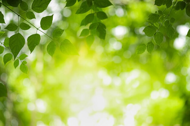 写真 木の葉の低角度の眺め