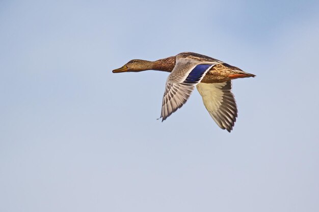 写真 明るい空に照らして飛ぶマラードアヒルの低角度の景色