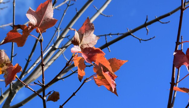 写真 青い空に照らされたメープル葉の低角度の眺め