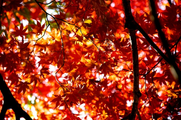 写真 秋の木のメープル葉の低角度の眺め