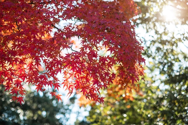 写真 秋のメープルツリーの低角度の景色