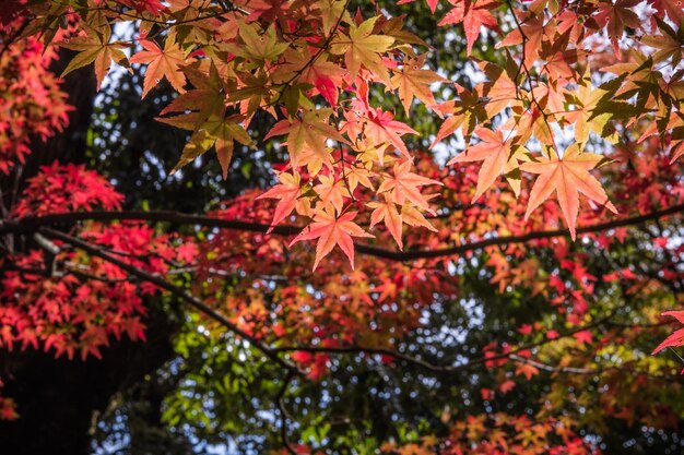 写真 メープルツリーの低角度の眺め