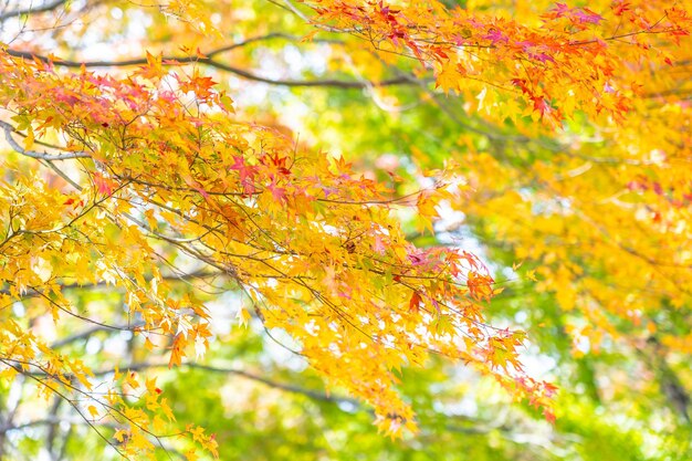 写真 メープルツリーの低角度の眺め