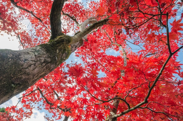 写真 メープルツリーの低角度の眺め