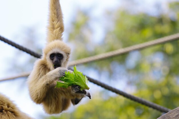 写真 動物園で吊るされた猿の低角度の写真