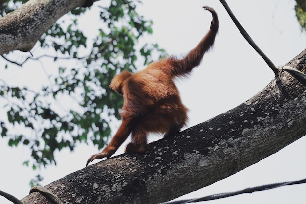 Фото Низкий угол зрения обезьяны на дереве