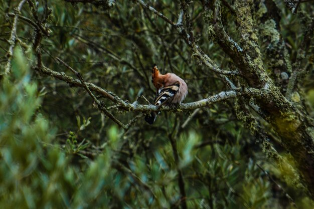 写真 木の上の猿の低角度の視点