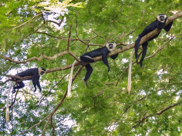 写真 木の上の猿の低角度の視点