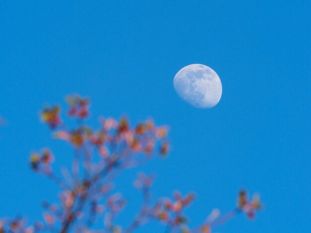 写真 青い空と木の葉の背景に月を低角度で眺める