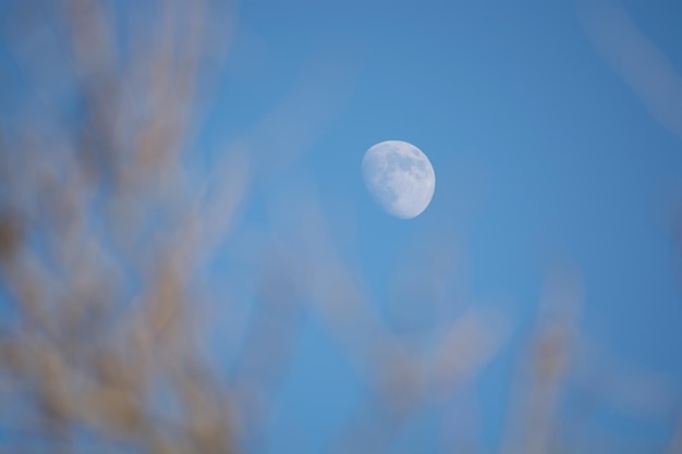 写真 夕暮れの空を背景に月を低角度で眺める