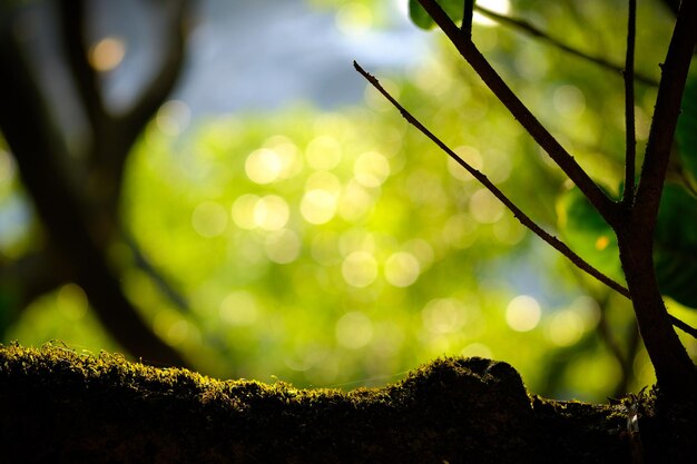 写真 木の上で成長する<unk>の低角度の景色