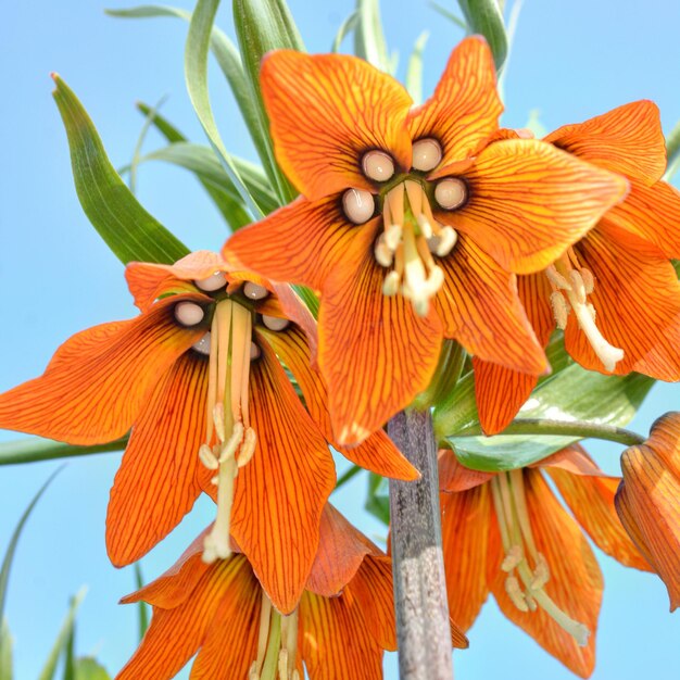 写真 天空を背景にオレンジの花を低角度で眺める