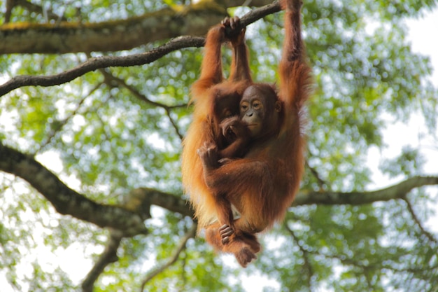 Фото Низкий угол зрения младенцев орангутанов, висящих на дереве в лесу