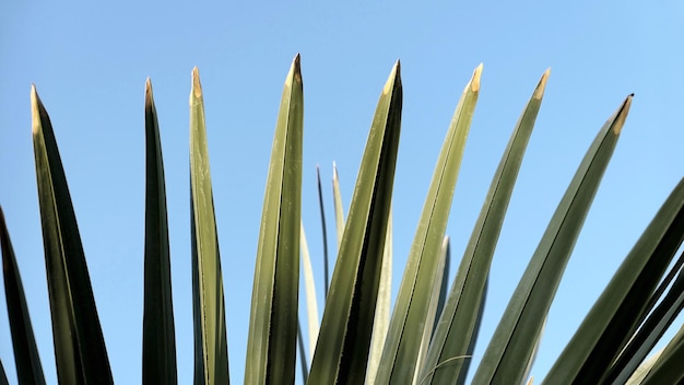 Фото Низкоугольный вид пальмового листа на небе