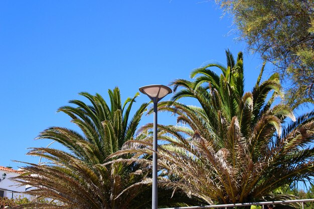 写真 澄んだ青い空を背景に palm tree の低角度の眺め
